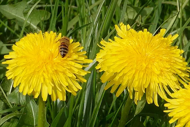 Mit jedem gelben Löwenzahn zeigt uns der April den Sieg des Frühlings.“
 | Foto: Günter Presnitz
