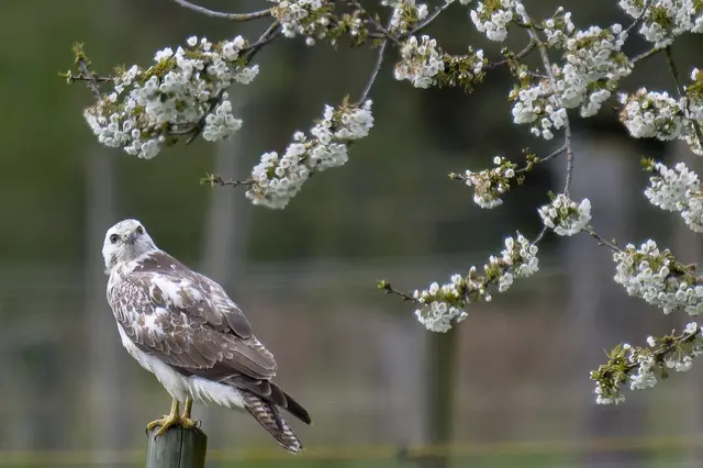 Neee, wie schööön! 

Der weiße Mäusebussard scheint von der Blütenpracht völlig überwältigt. | Foto: Roderich Gebel