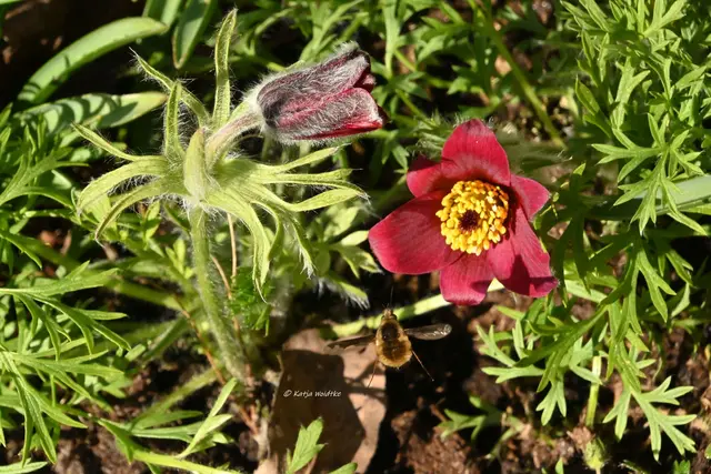 Na, habt ihr ihn entdeckt? (Foto: Katja Woidtke)

Wollschweber (Bombyliidae) an unserer Kuhschelle (Pulsatilla vulgaris "Rubra")

Wie ein kleiner Kolibri steht der Zweiflügler vor den Blüten in der Luft und fährt dann seinen Rüssel aus - faszinierend. | Foto: Katja Woidtke