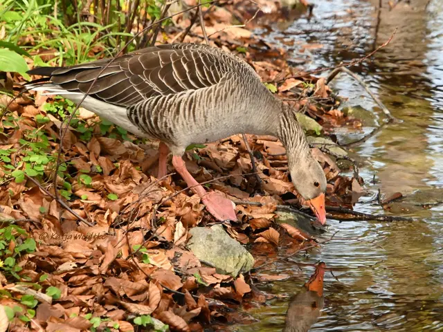 Blick in den Spiegel (Foto: Katja Woidtke)

Graugans (Anser anser) - entdeckt im Berggarten Herrenhausen 

Ungefragte und unbezahlte Werbung | Foto: Katja Woidtke