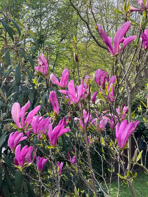 Wenn es beuim Spaziergang durch den Stadtteil in den Vorgärten wunderschön blüht, dann ist der Lenz endlich da. Auch dies Purpur-Magnolie zeigt sich in voller Pracht.