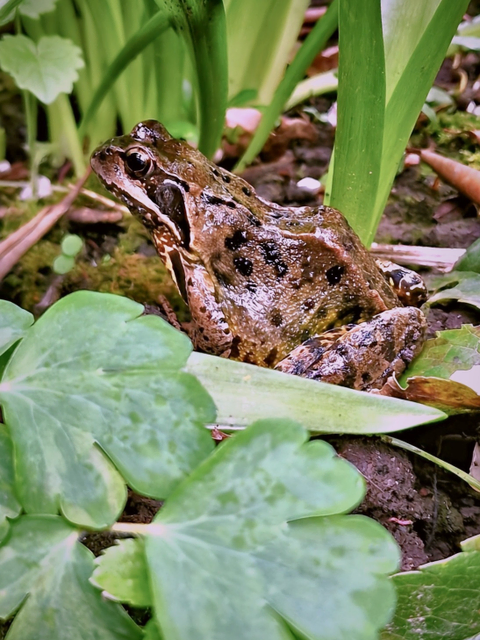 FRÜHLINGSGARTEN GRÜSSE VOM FROSCH.....