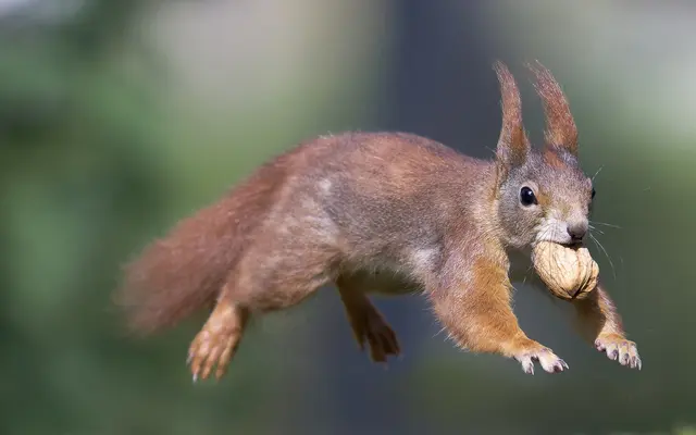 Das Eichhörnchen hat "fette Beute" gemacht. Wo die die Nüsse überall finden ... Wahnsinn. | Foto: Roderich Gebel