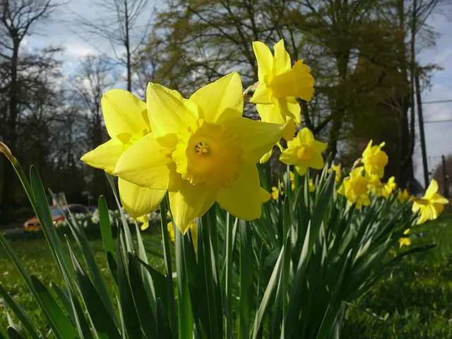 Osterglocken verkünden den Frühling