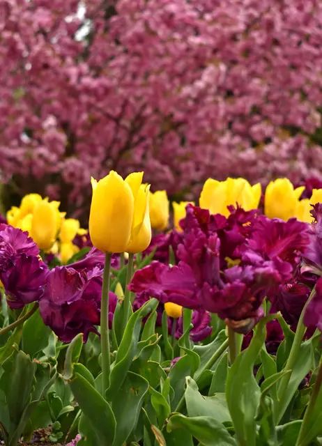 Die vielfältige Blütenpracht im Kölner Rheinpark zieht aktuell viele Besucher an, für ein Erinnerungsfoto vor farbenfroher Naturkulisse. | Foto: Stefanie Vollenberg