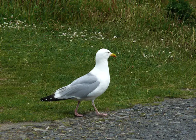 Möwe an der Küste von The Sound