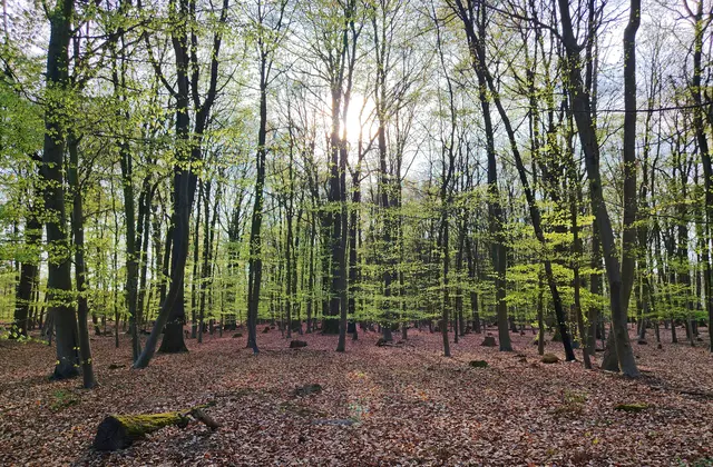 Buchenwald bei Xanten-Marienbaum am 15.04.2026 | Foto: HaMa