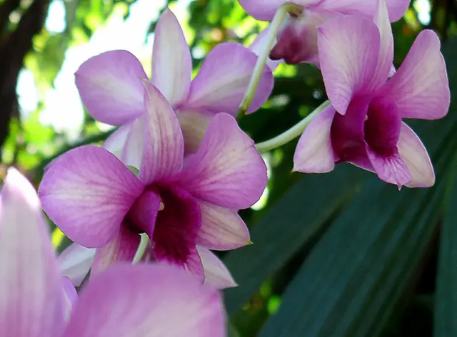 Queensland-Orchidee (Dendrobium bigibbum), auch bekannt als Cooktown-Orchidee. 