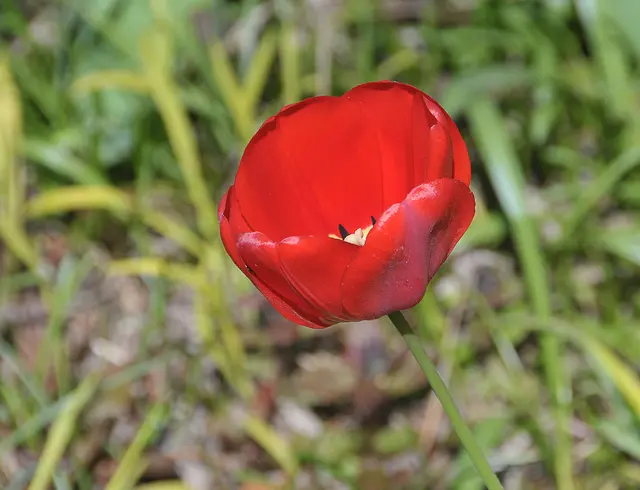 Gartentulpe im Stadtpark