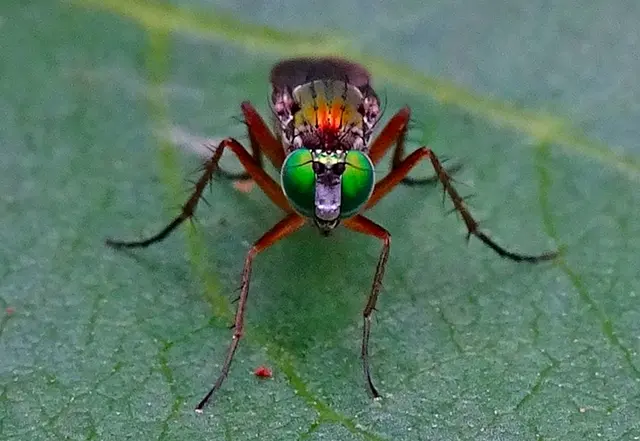 Mehr Insekte: https://www.myheimat.de/bedburg-hau/c-tierwelt/wegweiser-insekten-galerie_a3597791 | Foto: GvMeegen