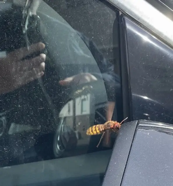 Wer kennt dieses Insekt? Doppelt so groß und breit wie eine Wespe.
Ist das eine heimische Hornisse? Oder evtl. die Asiatische. Sie ist sehr schnell unterwegs und dass mitten in der Stadt. | Foto: umbehaue