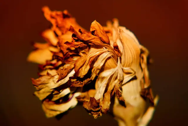Makrofotografie, Fotografie von einer vertrockneten Blume im Herbst fotografiert. | Foto: Jörg Schubert - #schubertj73