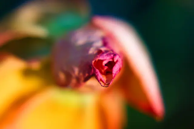 Makrofotografie, Fotografie. Blume in Makro fotografiert mit Technik scharf / unscharf. | Foto: Jörg Schubert - #schubertj73