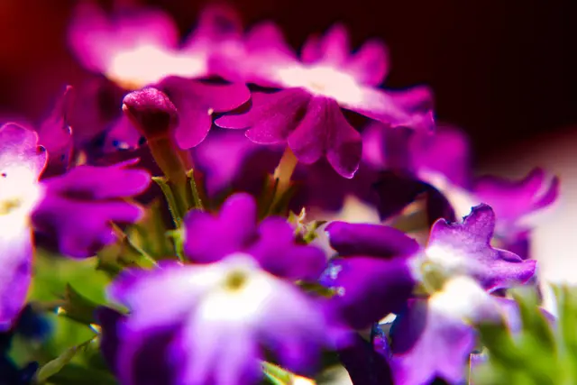 Fotografie. Blume fotografiert. | Foto: Jörg Schubert - #schubertj73