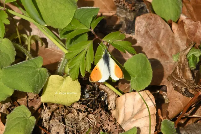Aurorafalter (Anthocharis cardamines) (Foto: Katja Woidtke)

Im April flatterte uns der hübsche Tagfalter aus der Familie der Weißlinge gleich mehrmals vor die Kamera. 
 | Foto: Katja Woidtke