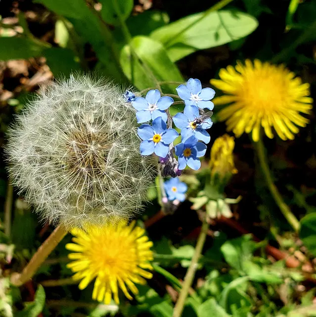 Frühling ist einfach nur schön ... 🌼