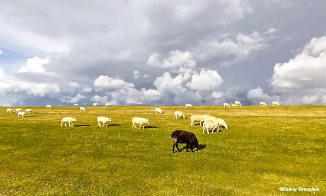 Foto: ©Rainer Bresslein  - Wattenscheid