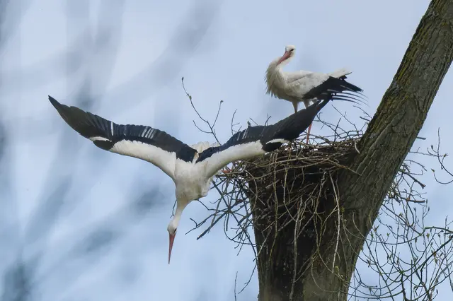 Bleib' doch noch! 
Die beiden Störche kamen sich gerade seeehr nach, jetzt hat "er" es aber ziemlich eilig. | Foto: Roderich Gebel