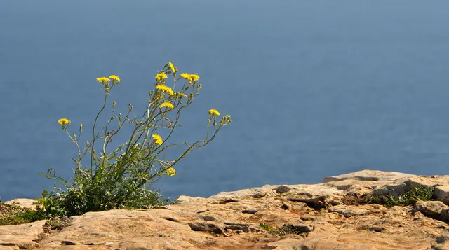 An der Küste von Formentera