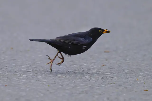 Meep, Meep - der „Road-Runner“ ist wieder unterwegs 
Die Amsel wird die „Beute“ gleich zum Nachwuchs fliegen. Warum „Road-Runner“?

Die damalige TV-Serie The Road Runner Show lief ab 1966 im Fernsehen, damals versucht der böse Kojote stets den schnellen Vogel zu überlisten. Ich dachte, es wäre Bestandteil der „Schweinchen-Dick-Show“ gewesen – war aber wohl eine eigenständige Serie. | Foto: Roderich Gebel