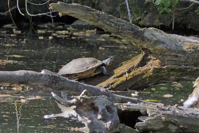 Dieses kapitale Exemplar fand ich in einem toten Ruhrarm bei Mülheim. Die Tiere wurden meist ausgesetzt, weil sie im heimischen Aquarium zu groß wurden. Da sie aus Nordamerika (z.B. Florida) stammen, fällt ihen die Überwinterung bei uns nicht leicht. Viele dieser Schildkröten bekommen im Winter eine gefährliche Lungenentzündung. Trotzdem gelten sie als invasive Art, die heimische Tiere verdrängen können.