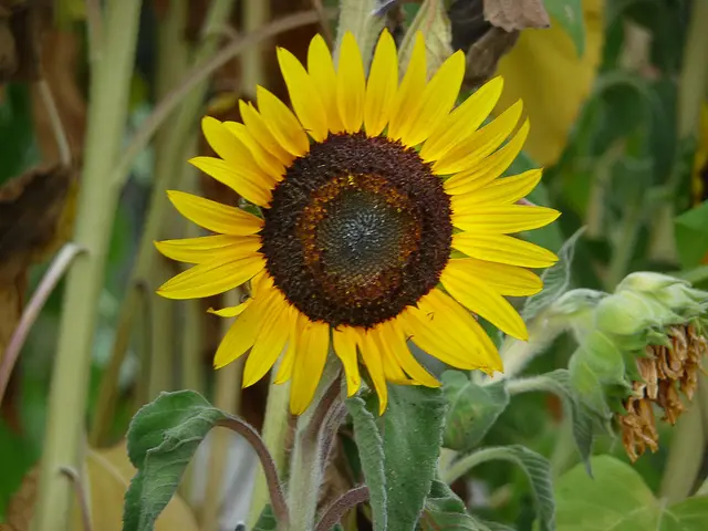 An sich bin ich ja kein Blumen- und Pflanzenfotograf. Meine Lieblingsmotive liegen in anderen Themenwelten. Eigentlich. Sehe ich aber prachtvolle Blüten und interessante Strukturen von unseren Mitgeschöpfen aus dem Reich der Botanik und habe eine Kamera dabei, dann kann ich einfach nicht ohne ein Foto vorbei gehen. Diese Anblicke müssen auf die Speicherkarte gebannt werden. Und deshalb landen auch immer wieder Aufnahmen von Kunstwerken, die die Natur erschaffen hat, hier bei meinen Schnappschüssen.