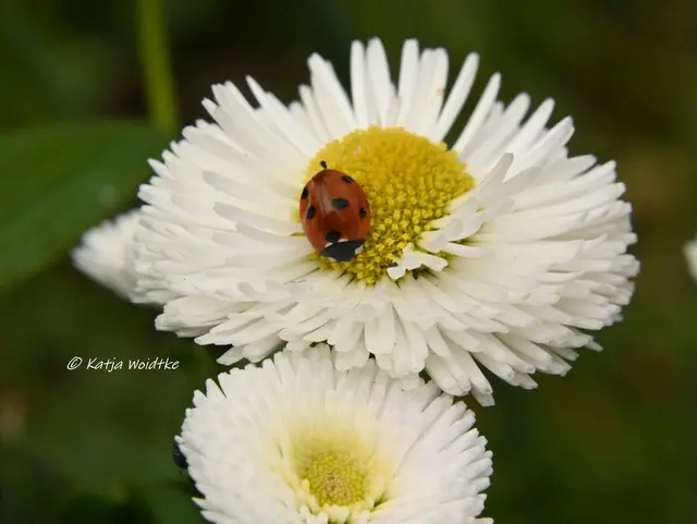 ...wer sich trotz Beulen und Schrammen über das Leben freuen kann. (Foto: Katja Woidtke)

Marienkäfer mit leichten Blessuren auf der Blüte eines Bellis | Foto: Katja Woidtke