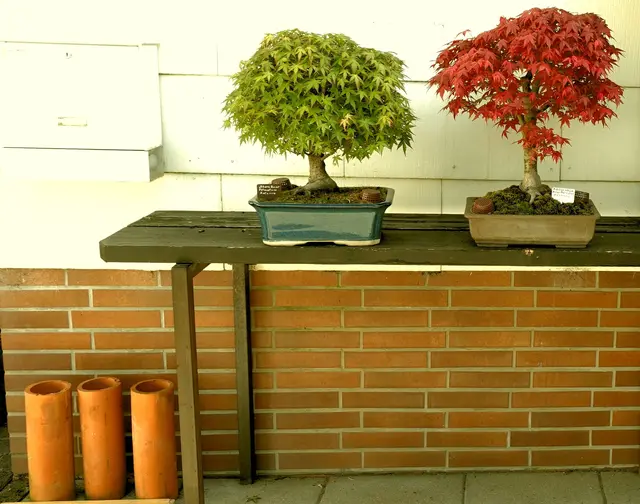 Meine Qutdoor Bonsai im Frhling in den schnsten Farben.