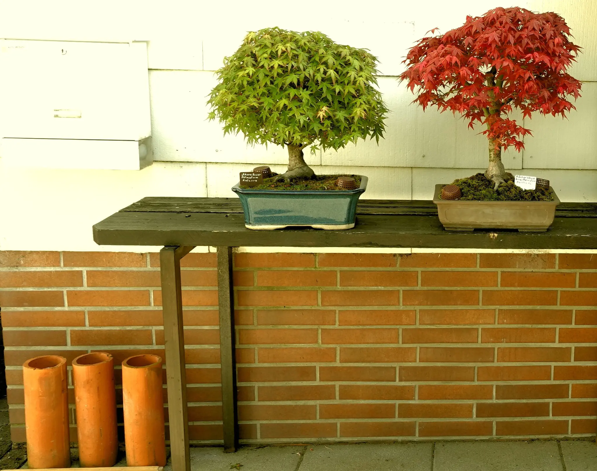 Meine Qutdoor Bonsai im Frhling in den schnsten Farben.