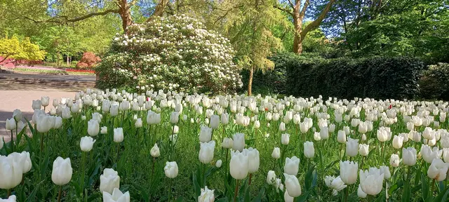 🌷 Tulpenblüte im Grugapark, Essen