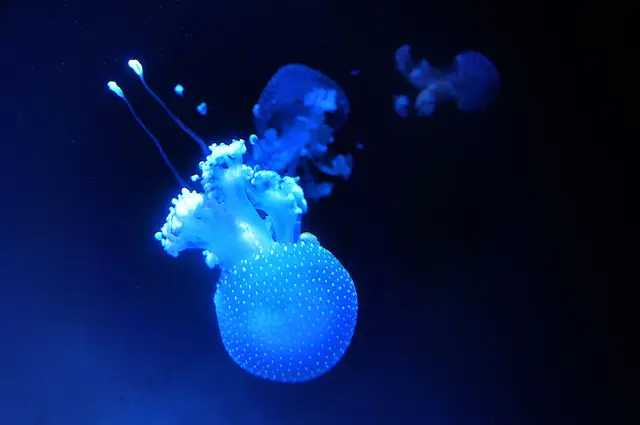 Kein Gehirn, doch faszinierende Geschöpfe: Qualle im Aquarium