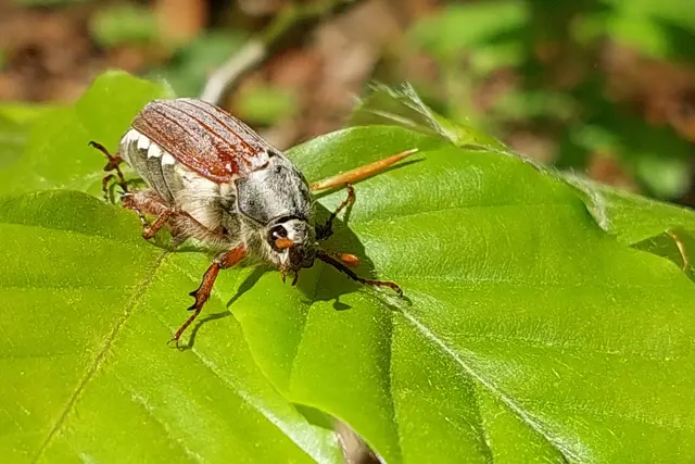 Heute an einem Waldweg entdeckt.