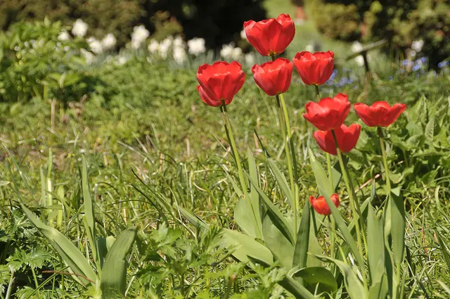 im Stadtpark von Hannover