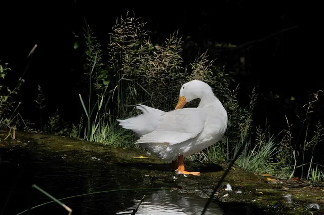 Enten können auch ins Urlaubsalbum gelangen