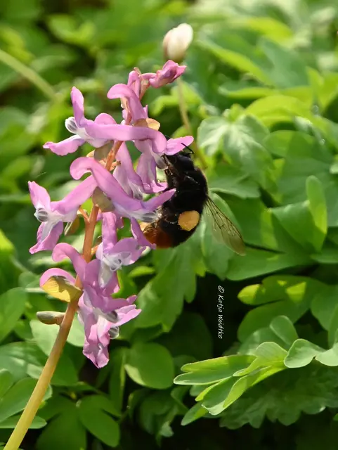 Wusstet ihr schon, dass Bienen und Hummeln an ihren Beinen Pollen sammeln, um so reich bepackt wieder zum Stock bzw. Nest zurückzukehren? (Foto: Katja Woidtke)

Diese Hummel hatte ein gut gefülltes Pollenhöschen an, als ich sie bei ihrem Hummelflug an der Blüte eines Lerchensporns entdeckte. Um die Pollen dort zu sammeln, streichen sich die Insekten mit den Vorderbeinen über ihren Körper und anschließend über die haarigen Hinterbeine. Dort sind sie gelb leuchtend deutlich zu erkennen.


 | Foto: Katja Woidtke