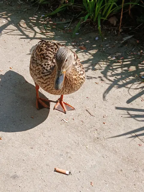 Ente auf Nahrungssuche | Foto: Siegmund Walter