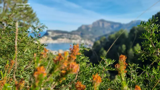 GRÜN-BUNTE-Erinnerungen
an ein paar Februar TAGE auf MALLORCA💛💚🤎

Zarten Frühling genießend ...
auf einer Spanischen INSEL 🌞

2026@AnastasiA