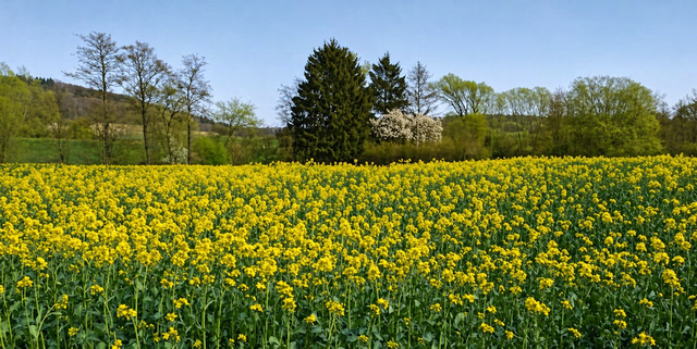 DercRaps wird von den Bienen in Goldhonig verwandelt.