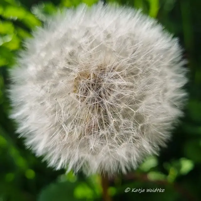 Immer, wenn ich die erste Pusteblume des Jahres sehe, lasse ich ihre Schirmchen mit einem gezielten Pfffffffft durch die Luft tanzen. Zum Träumen schön! (Foto: Katja Woidtke)

Erinnert euch der fluffige Kopf des Löwenzahns mit seinem Fruchtstand auch an eine Discokugel? | Foto: Katja Woidtke