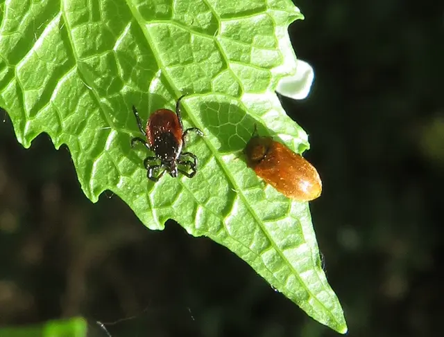 Gemeine Holzbock Zecke (Ixodes ricinus) und Himbeerkäfer (Byturus ochraceus) | Foto: GvMeegen