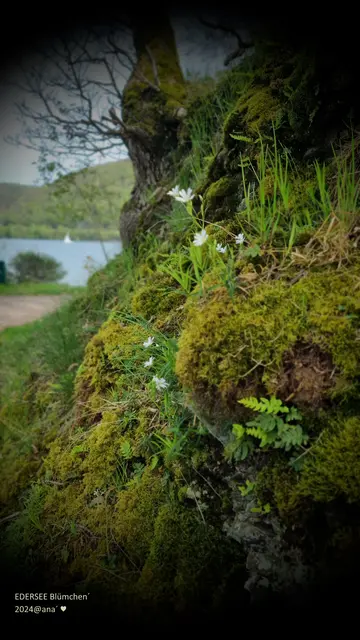 EINES meiner LIEBLINGsBilder vom EDERSEE (2024)
aus meiner Serie "anderSehen"♥♥♥

Zartes Blümchen
... am Wegesrand und ganz in der Ferne 
ein Schiffchen´ auf dem EDERSEE (Nord-Hessen)

MEMORIES an einen zauberhaften Frühlingstag

April 2024@AnastasiA