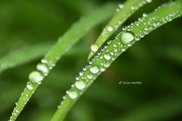 Tröpfchen (Foto: Katja Woidtke)

Endlich hat es geregnet. Die Tropfen brachten nicht nur den Pflanzen das lang ersehnte Nass, sondern ließen Blätter und Blüten auch zauberhaft schillern und glänzen. | Foto: Katja Woidtke