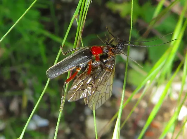 Rotschwarzer Weichkäfer (Cantharis pellucida) Gemeine Wasserflorfliege (Sialis lutaria) | Foto: GvMeegen