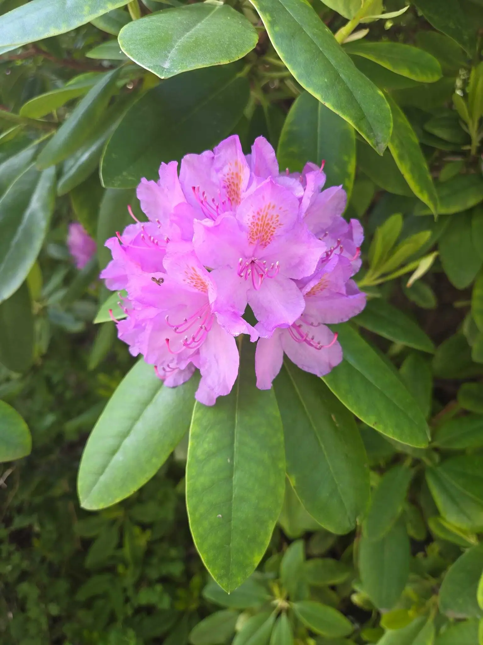 Rhododendron