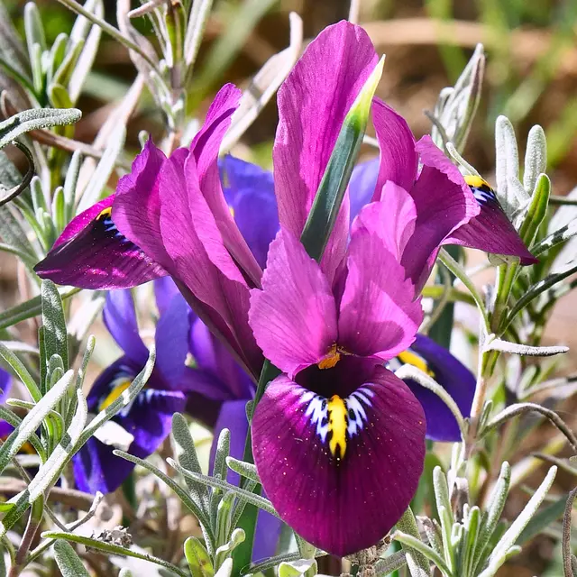 Irisblüte | Foto: Günter Presnitz