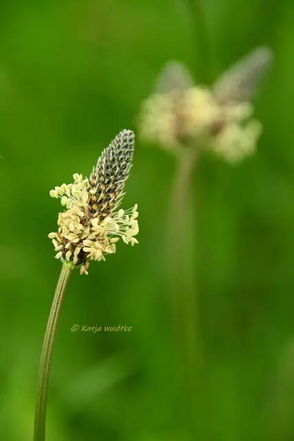 Wenn ihr euch an der Aktion "Mähfreier Mai" beteiligt, könnt ihr vielleicht auch bald solche Schönheiten auf eurer Wiese entdecken (Foto: Katja Woidtke)

Blühender Spitzwegerich (Plantago lanceolata)  auf unserer wilden Wiese | Foto: Katja Woidtke