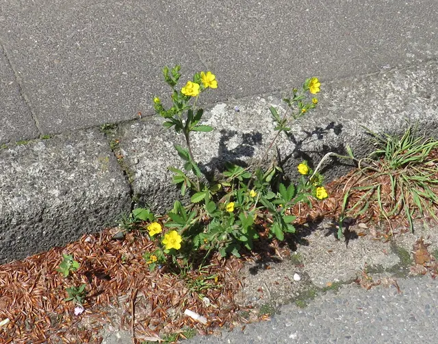 Aufrechte Fingerkraut (Potentilla recta) | Foto: GvMeegen