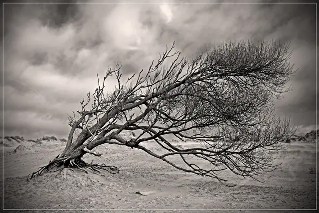 Alle Borkumfreunde kennen ihn: Den gebeugten Baum am Nordstrand.