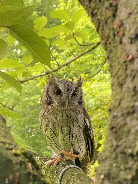 Kleine Eule