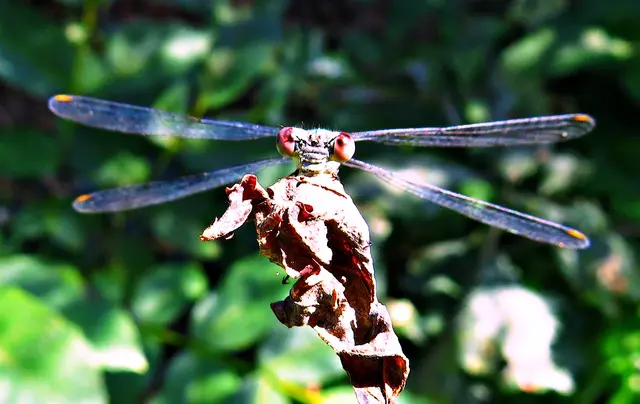 Foto: GvMeegen